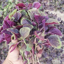 精品红笕菜苋菜大量供应可以视频看货欢迎来电采购