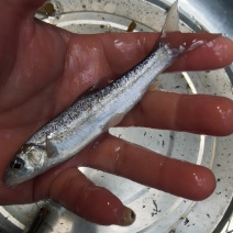 雅鱼细鳞鱼裂腹鱼基地直供包运包塘包活