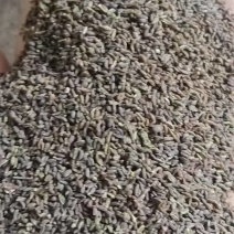 北柴胡籽，红根直条小叶柴胡基地直供品质优可视频看货欢迎