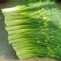白帽蒜苔大量上市产地发货商超品质欢迎订购