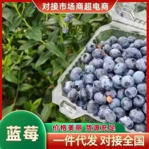 蓝莓产地直发、对接电商平台、支持一件代发