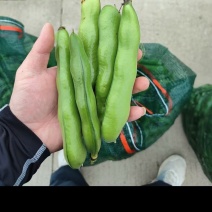 南通精品大蚕豆，电商货大豆