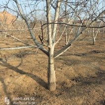 10公分核桃树定植核桃树香玲核桃树苗圃现挖整车发货