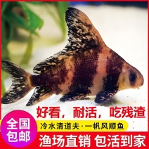【推荐】胭脂鱼苗美人鱼渔场直销无中间商赚差价