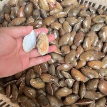 花蛤春花甲常年稳定有货