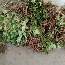 通草苗产地直销现挽现卖