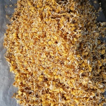 鸡油菌精品小包