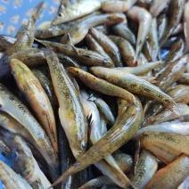 肉鱼，香煎/油炸，椒盐/干锅，嘎嘎香的下酒菜
