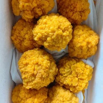 金耳菌