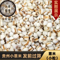 【新货小薏米】无硫薏米仁贵州小薏米现货批发价格薏米