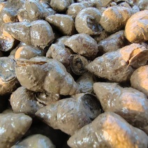 精品湖北螺蛳大量供应，货源充足，量大从优，新鲜发货。
