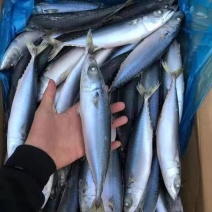 青占鱼鲐鱼30斤一件