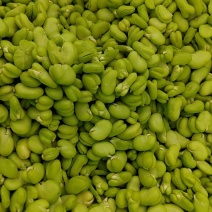 蚕豆粒，鲜品，常年有货，