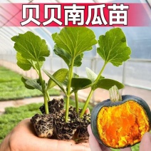 贝贝南瓜苗