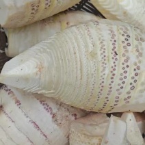 剥皮鲜笋肉新鲜笋肉大量上市产地直供诚信经营