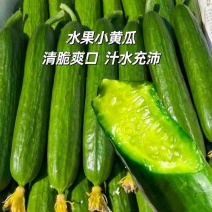 水果黄瓜小青瓜小乳瓜宁夏银川/基地现货供应/可全国发货