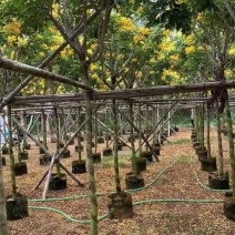黄花槐2-10分，各种规格，大量低价出售