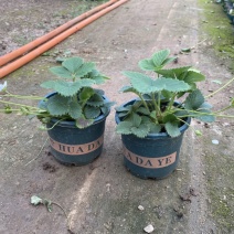 草莓盆栽，原盆原土发货，适合花店摆台电商量大可以咨询