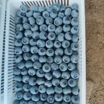 大连L25蓝莓产地直发，量大货优,欢迎采