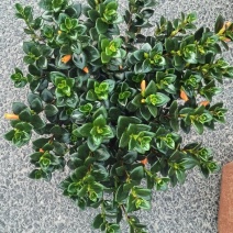 金鱼花