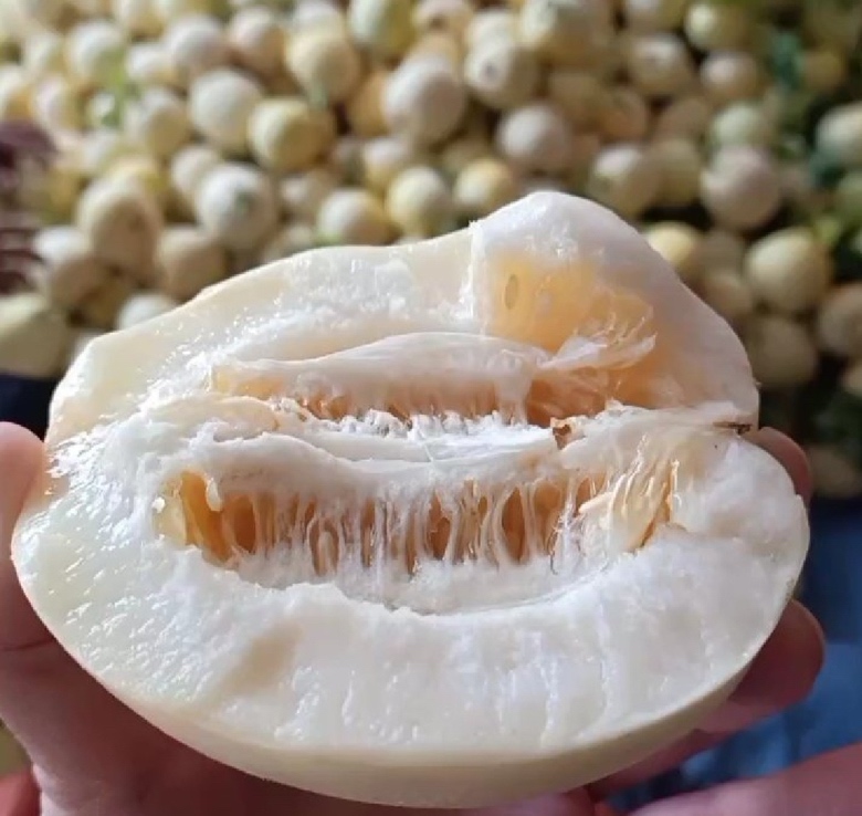 一个成熟的昌乐伊丽莎白甜瓜被纵向剖开,露出洁白细腻的果肉和中心腔室内的少量种子。果肉质地均匀无纤维感,汁液饱满,切面反光明显显示高含水量。旁边放置一把不锈钢水果刀和标准刻度尺,用于展示果实大小与比例 昌乐伊丽莎白甜瓜切开展示内部结构