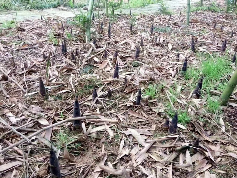 雷竹林春季出笋场景