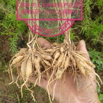 广西良种天冬直供可视频现挖高产量成活率高薯仔多有塑源基地