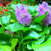 大批量批发优质水葫芦