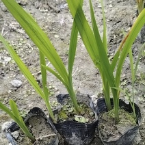 火星花容器苗，高度25-30，冠幅20左右，各种规格大量出售