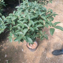 四季桂花盆栽一年四季开花