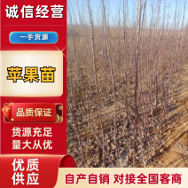 批发出售烟富系列嫁接苹果树苗规格全质量优