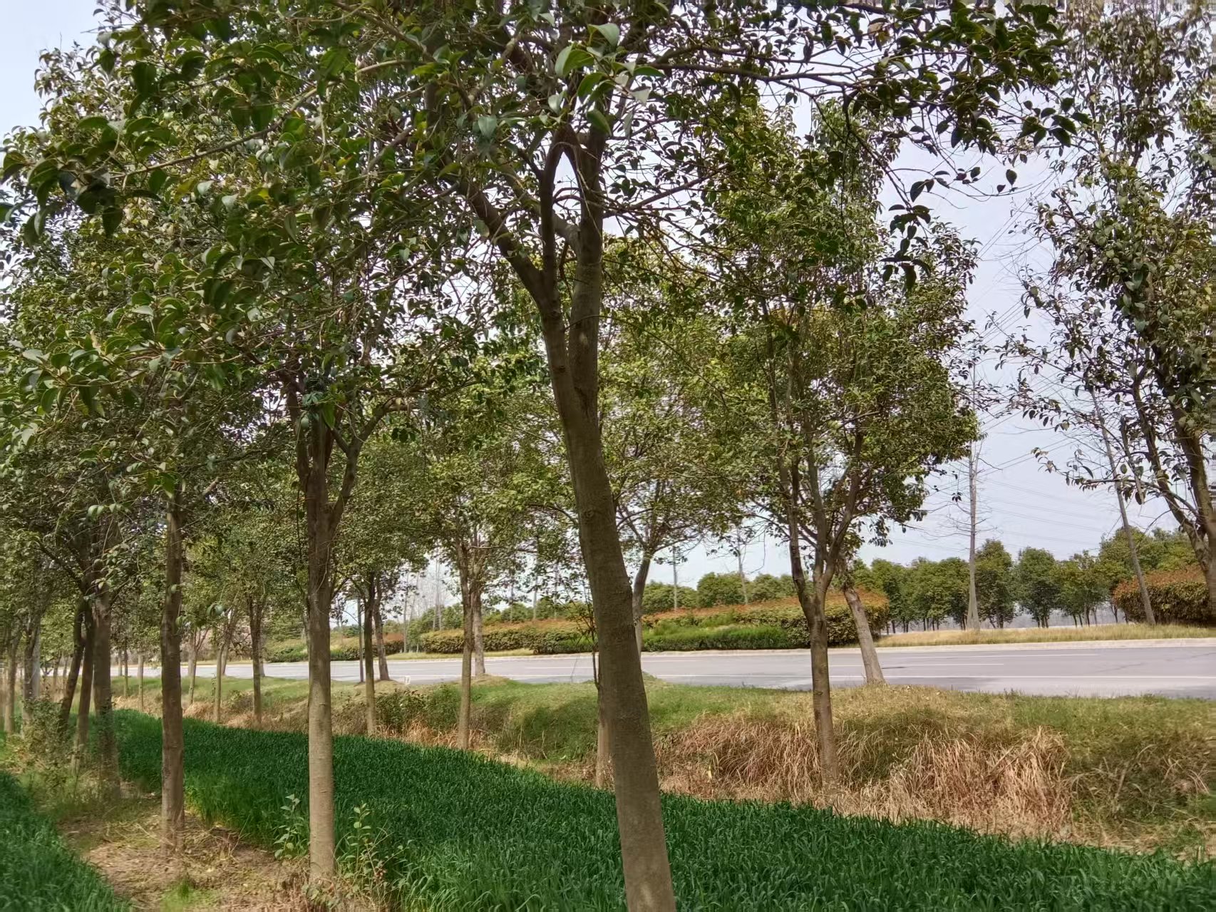 大叶女贞在城市道路两侧成排种植