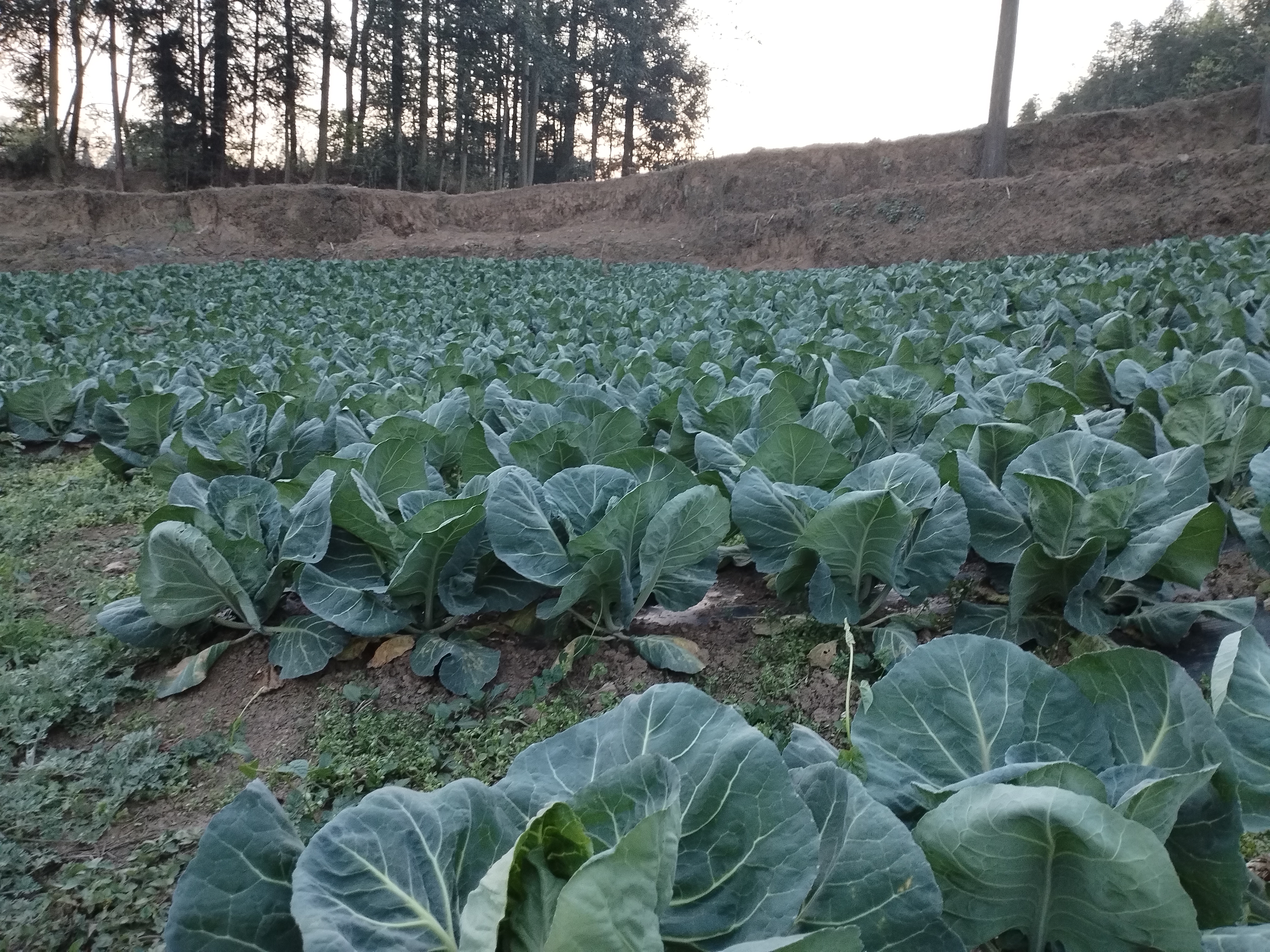 牛心甘蓝田间生长实景图