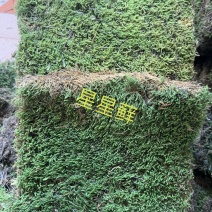 苔藓