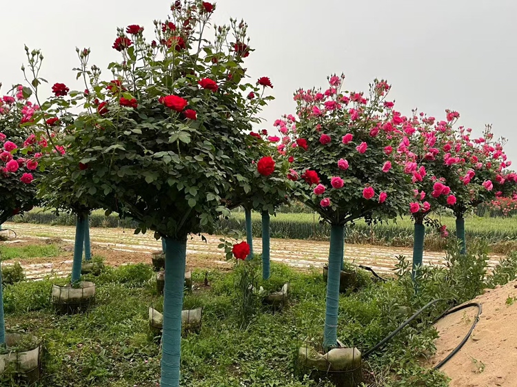 一位身穿工作围裙的园艺师手持修枝剪,蹲在一丛茂盛的真实月季前进行修剪作业,植株开出大量淡粉色重瓣花朵,阳光透过叶片洒落,背景为整齐排列的其他古老月季品种,展现专业养护场景 一名园艺师正在修剪一株盛开的真实月季灌木