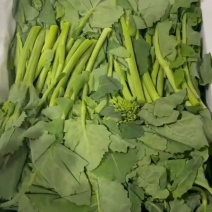 菜苔