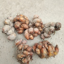 新鲜广东大沙姜，味道正10元