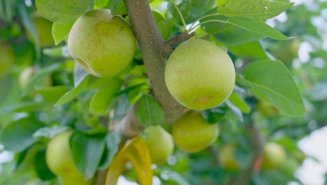 翠冠梨特写展示
