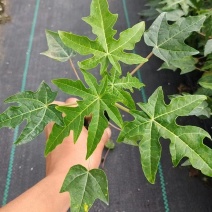 水果木瓜苗矮化冰糖红心木瓜苗四季庭院盆地裁当年结果青木瓜