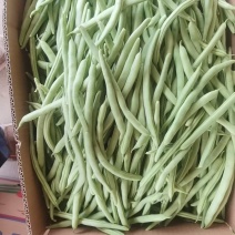 精品红花四季豆