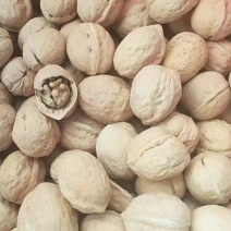 山东薄皮核桃