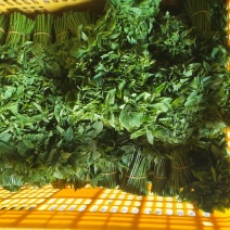 海南五指山野菜树仔菜、