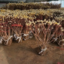 基地大量出售冠幅50厘米-2米