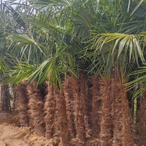基地大量出售高1米-5米棕榈