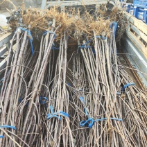 王林苹果树苗，乔化王林苹果树苗，矮化中间砧王林苹果树苗