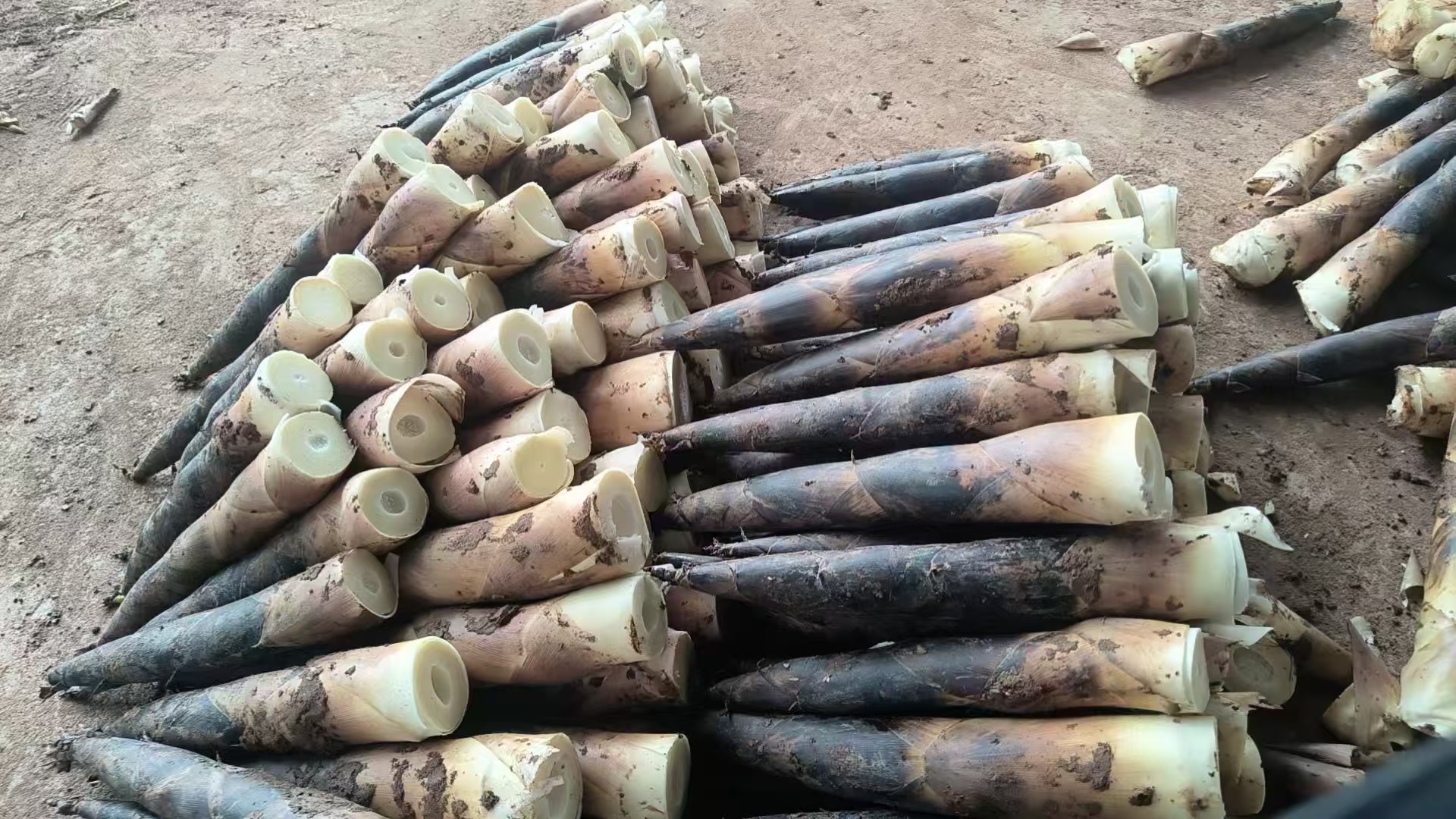 一根新鲜采摘的雷竹笋被横向剖开,露出乳白色脆嫩的笋肉与淡黄色外层,切面可见明显的纤维结构和水分光泽,背景为湿润的泥土与竹林环境 雷竹笋横切面特写