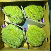 越南干尧榴莲一手货源肉色金黄口感丝滑全国发货