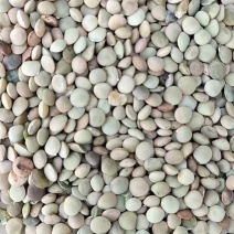 山东枣庄精品小扁豆精品粮油作物一手货源大量上市价格可以