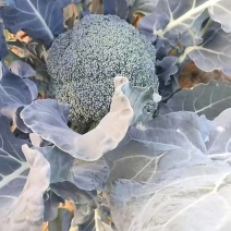 西蓝花，大量上市，品质保证，产地直发，价格优惠，诚信经营