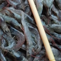 小海虾，制作北海虾饼专用价格美丽